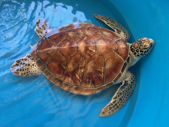 Bora Bora Turtle Centre